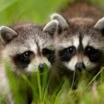 Two pairs of North American raccoons were released in Germany’s Kassel, today it is called the ‘raccoon capital of Europe’ with a population of around 30,000 animals and a disturbed public life