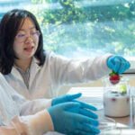 Keeping Strawberries Fresh: Scientists have found a way to keep strawberries fresher than a fridge