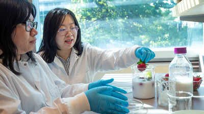Keeping Strawberries Fresh: Scientists have found a way to keep strawberries fresher than a fridge