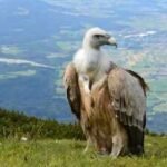Why vultures don’t get sick from eating rotten meat; the remarkable adaptations that make them nature’s ultimate clean-up crew