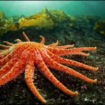 Washington releases 20 lab-raised sunflower sea stars into the Salish Sea to restore the endangered species and damaged kelp forests﻿ | World News