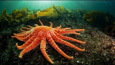 Washington releases 20 lab-raised sunflower sea stars into the Salish Sea to restore the endangered species and damaged kelp forests﻿ | World News