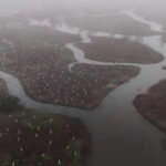 In 2026, volunteers began planting 30,000 trees to rebuild the wetland forest that once shielded New Orleans from storms | World News