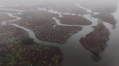 In 2026, volunteers began planting 30,000 trees to rebuild the wetland forest that once shielded New Orleans from storms | World News