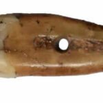 6,500 years ago, someone drilled a human tooth and wore it as a pendant; archaeologists found it sitting in a Serbian museum collection
