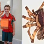 In 2020, 10-year-old Murphy Widdowson collected a spider on a remote Australian island that experts could not identify; scientists later declared it a new species and named it Artoriopsis murphyi after him