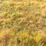 Why has Britain’s grass turned yellow? Scientists warn about the future of the island after ‘driest month ever’