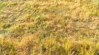 Why has Britain’s grass turned yellow? Scientists warn about the future of the island after ‘driest month ever’