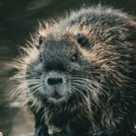 Wild beavers vanished from Norfolk 500 years ago; now a mystery pair has appeared and had two kits, raising hopes of a permanent wild population | World News