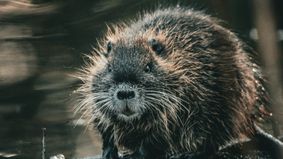 Wild beavers vanished from Norfolk 500 years ago; now a mystery pair has appeared and had two kits, raising hopes of a permanent wild population | World News