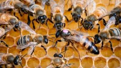 Honey: Only three Hawaiian producers meet America’s organic honey framework; scientists say the rules may be unnecessarily strict