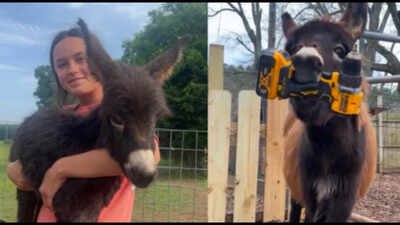 Georgia police officer who killed 1-year-old donkey HeeHaw says the miniature donkey charged at him; owner says ‘he was my kid’
