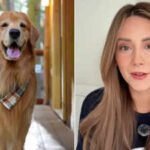 “We had to let him go”: TikTok-famous golden retriever Tucker Budzyn dies at 8 after sudden complications from lymphoma