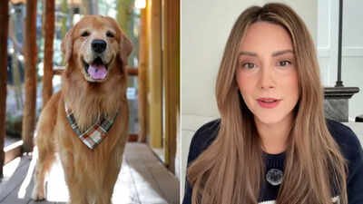 “We had to let him go”: TikTok-famous golden retriever Tucker Budzyn dies at 8 after sudden complications from lymphoma