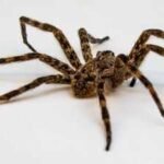 Scientists tested spiders as living DNA traps; their stomach contents can reveal which insects and other animals are living around them |