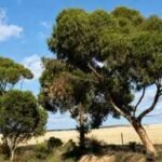 Australia planted eucalyptus trees to fight rising soil salinity; decades later scientists found the plantations were changing groundwater but not the soil nature | World News