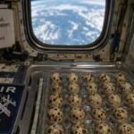 In 1995, NASA sent 30 fertilised Japanese quail eggs to the Mir space station for 16 days; abnormalities developed in more than four times as many embryos as compared with the Earth ones |