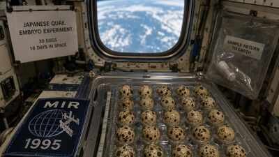 In 1995, NASA sent 30 fertilised Japanese quail eggs to the Mir space station for 16 days; abnormalities developed in more than four times as many embryos as compared with the Earth ones |