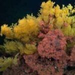 Scientists found a strange golden coral deep beneath the Pacific; it was so different they created a new family for it | World News