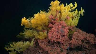 Scientists found a strange golden coral deep beneath the Pacific; it was so different they created a new family for it | World News