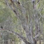 Argentina planted eucalyptus across grassland; scientists found the trees were pulling groundwater down by more than half a metre | World News