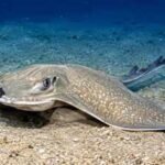 More than 100 eagle rays gathered around a tuna farm off Malta; scientists say it is the largest aggregation of the species ever recorded |