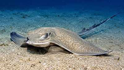 More than 100 eagle rays gathered around a tuna farm off Malta; scientists say it is the largest aggregation of the species ever recorded |