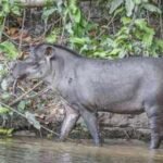 Brazil restored a former cattle landscape with native trees; decades later, lowland tapirs returned after disappearing for 100 years |