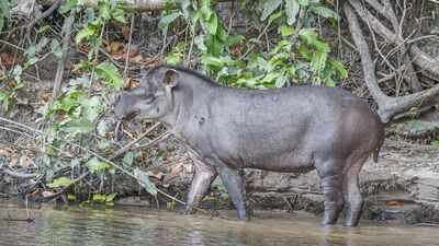 Brazil restored a former cattle landscape with native trees; decades later, lowland tapirs returned after disappearing for 100 years |