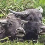 Cattle were left behind in Hong Kong centuries ago; a 2026 genome study found their DNA holds a record of how livestock adapted to island life | World News
