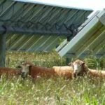 A Texas farmer stopped planting cotton and sent his sheep to solar farms; the switch turned a potential 0,000 loss into 0,000 profit | World News