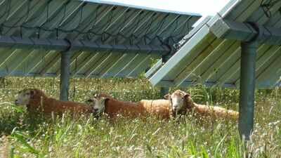 A Texas farmer stopped planting cotton and sent his sheep to solar farms; the switch turned a potential $200,000 loss into $300,000 profit | World News