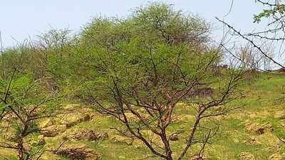 Sudan planted Acacia senegal across drylands; years later, older plantations had more carbon but grasslands still held more soil moisture |