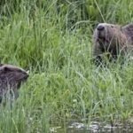 Britain released two beavers into a 10-hectare forest; 5 years later, peak water flow fell 46.6% and baseflow rose by 417% |
