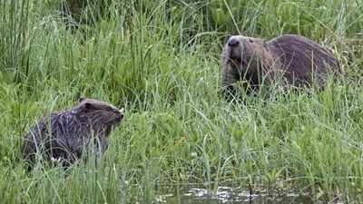 Britain released two beavers into a 10-hectare forest; 5 years later, peak water flow fell 46.6% and baseflow rose by 417% |