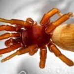 Meet Valerie Warhol and Amy Bianco: The amateur spider hunters who searched a museum drawer and discovered a new species named after John Denver |