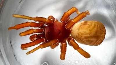 Meet Valerie Warhol and Amy Bianco: The amateur spider hunters who searched a museum drawer and discovered a new species named after John Denver |