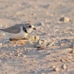 In 2019, Wisconsin turned 87,000 cubic yards of harbor dredge into 14 acres of shorebird habitat; in 2026, endangered piping plovers nested there for the first time since 1977, ending a 49-year absence