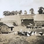 An Essex family set aside its entire farm roughly 30 years ago; after farming resumed in 2014, 50 acres stayed wild, regenerated with oak and scrub, and helped inspire a 200-acre nature-recovery plan