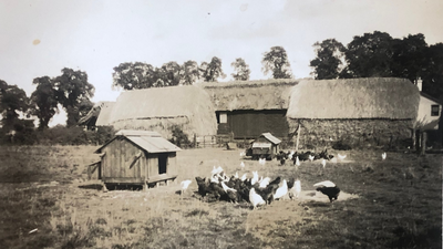 An Essex family set aside its entire farm roughly 30 years ago; after farming resumed in 2014, 50 acres stayed wild, regenerated with oak and scrub, and helped inspire a 200-acre nature-recovery plan