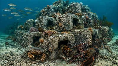 In 1989, UK researchers turned 50 tonnes of coal-fired power station waste into an underwater reef; lobsters and crabs arrived within 3 weeks