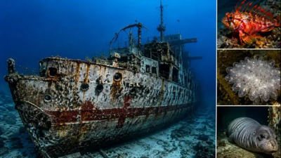 In 2002, South Australia sank ex-HMAS Hobart in under 3 minutes; 18 years later, a marine survey recorded more than 50 fish species around the destroyer