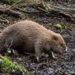 England released beavers into a Dorset woodland in 2025; one year later, their dams had turned dense forest into wildlife-rich wetland