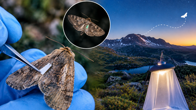 Scientists tagged 14,000 endangered Australian moths with paint and eyelash glue to trace their migration; not one was found, and researchers say that may be good news