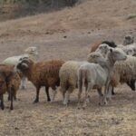 In 1980, conservationists began eradicating feral sheep to restore California’s Santa Cruz Island; by 1987 numbers fell from 21,500 to under 100, then 12 lambs were rescued to save the breed