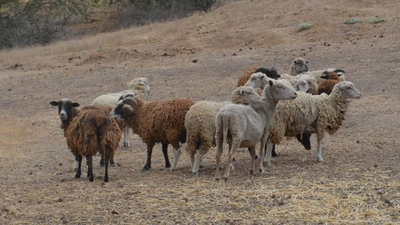 In 1980, conservationists began eradicating feral sheep to restore California’s Santa Cruz Island; by 1987 numbers fell from 21,500 to under 100, then 12 lambs were rescued to save the breed