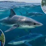 Scientists will deploy 70 electronic tags on 3 vulnerable shark species around Britain, pairing new tracking data with anglers’ catch records dating back to 1953