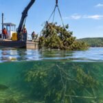 In 2025, Missouri volunteers sank 93 cedar brush piles into Truman Lake; backed by a ,000 grant, the project aims to place 450 fish habitat structures across the lakebed