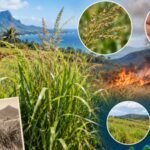 In 1883, Hawaii successfully introduced African Guinea grass for livestock feed; 143 years later, the 9-foot invasive grass can produce 9,000 seeds per plant and has a 0.89 fire-risk score