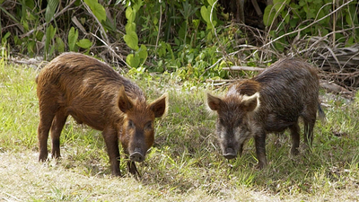 In the 1850s, pigs brought to Santa Cruz Island became feral; golden eagles drawn by piglets helped drive foxes down 95%, then 5,036 pigs were removed as foxes rebounded to 1,300+